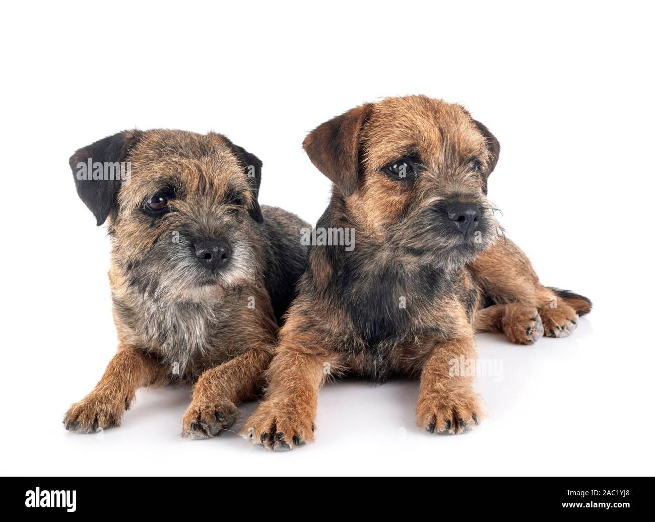 Border terrier davanti a uno sfondo bianco Foto Stock