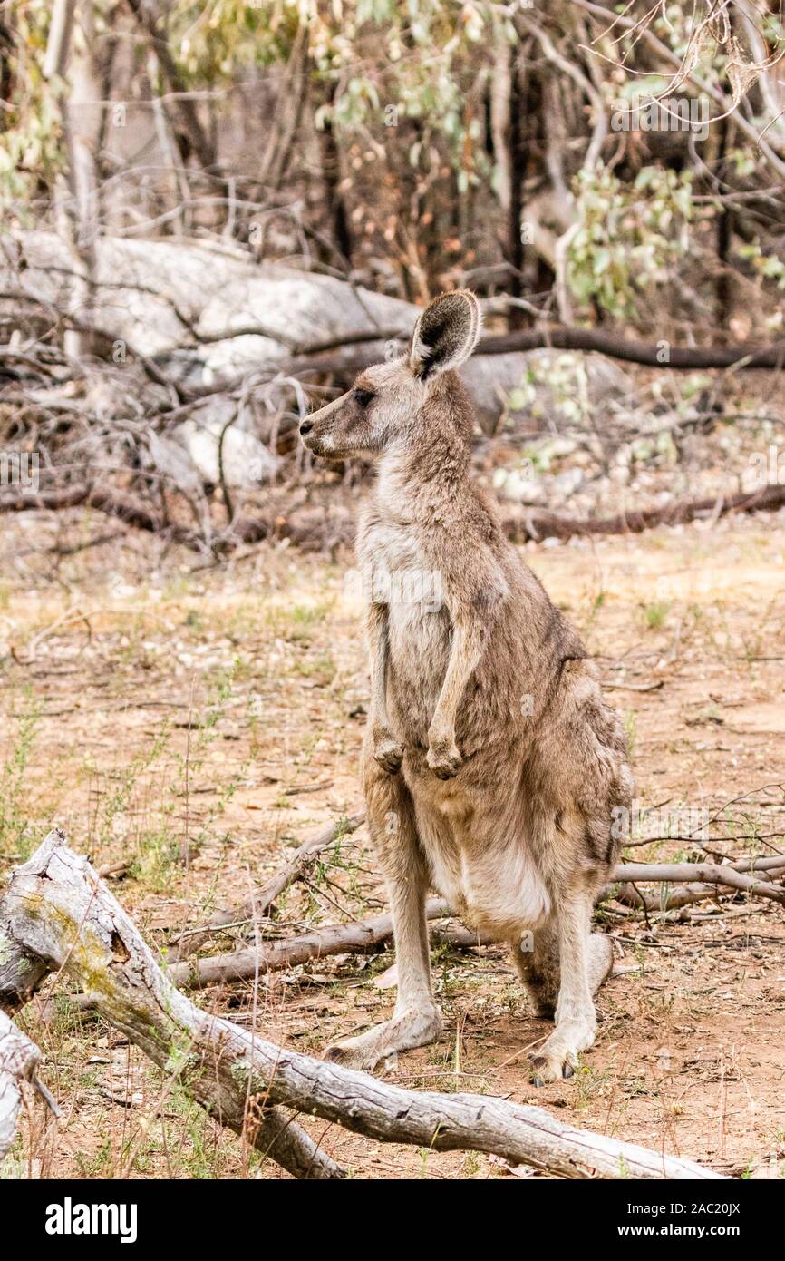 Orientale Canguro grigio a Red Hill Riserva Naturale, ACT, Australia su una mattina di primavera nel novembre 2019 Foto Stock