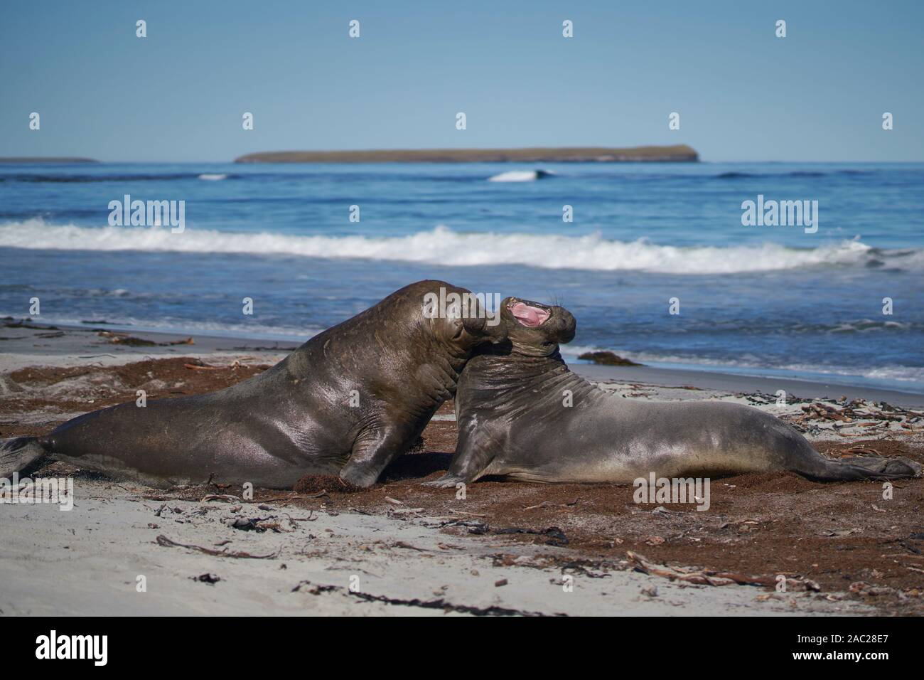 Maschio dominante Elefante marino del sud (Mirounga leonina) combatte con un rivale per il controllo di una grande harem di femmine durante la stagione della riproduzione. Foto Stock