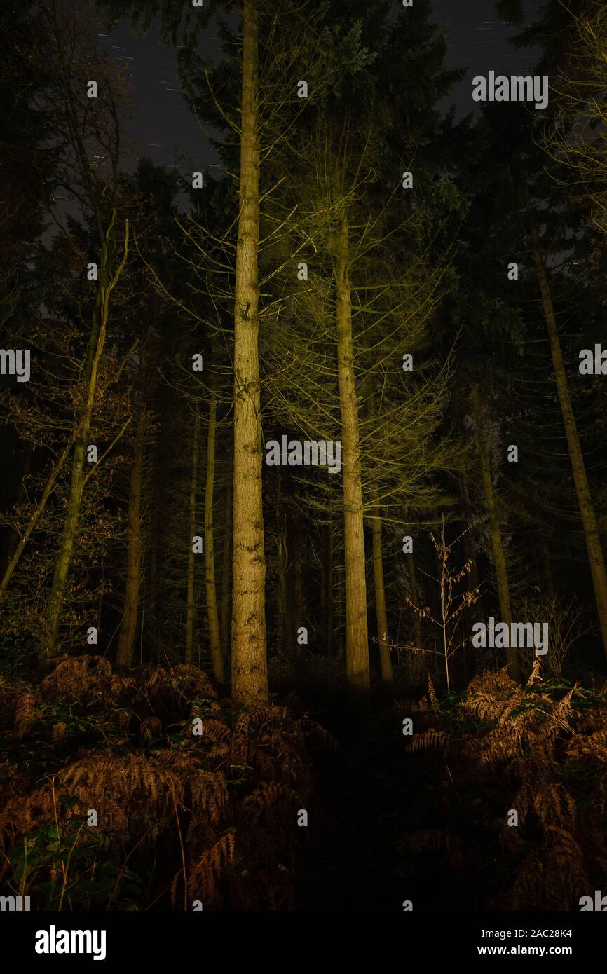 Foresta di notte, illuminate da fiaccole Foto Stock