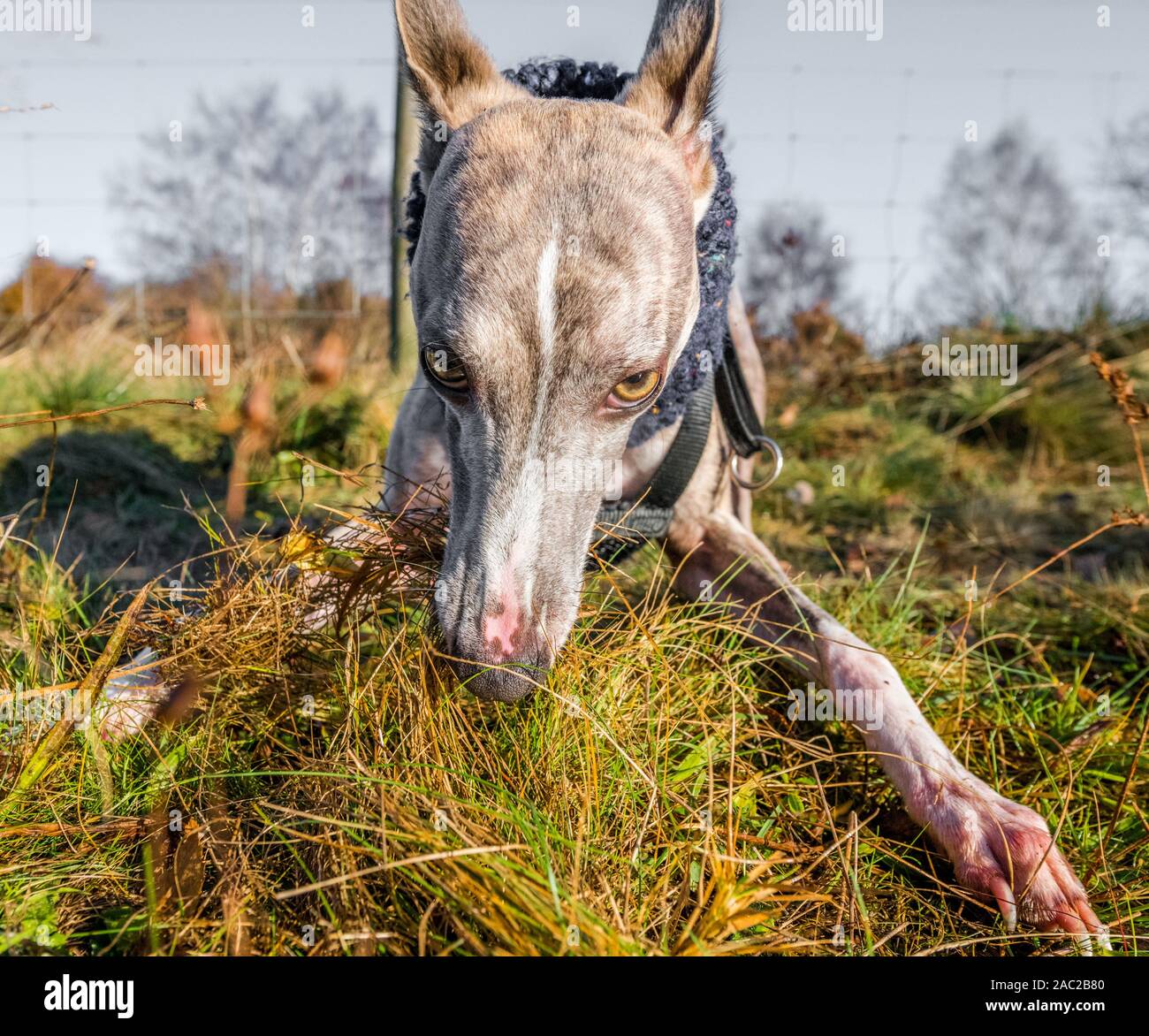 Il whippet indossando un collo più calda. Foto Stock