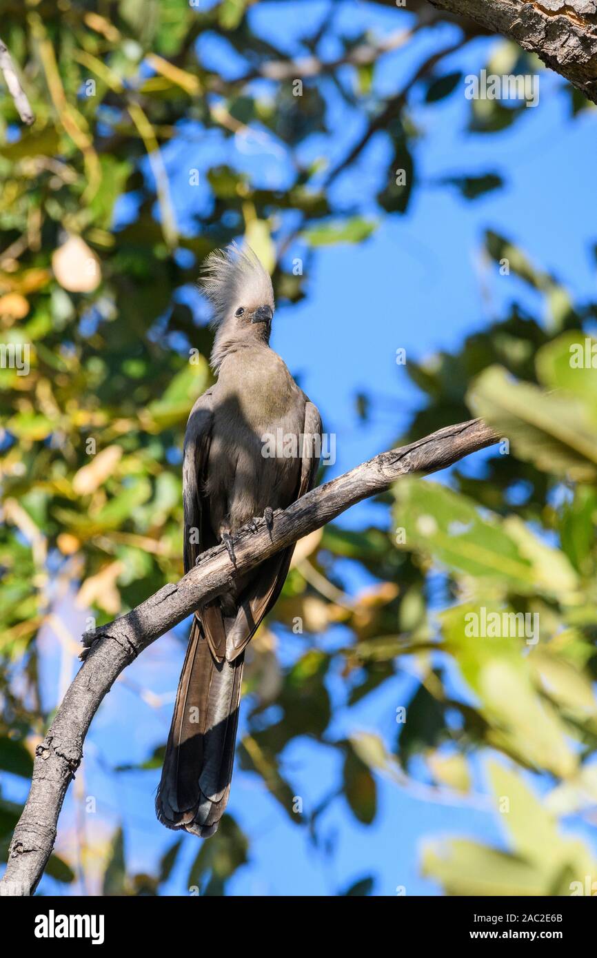 Gray Go-Away-Bird, Coryhaisxoides concolor, Bushman Plains, Delta di Okavanago, Botswana. Conosciuto anche come Go-Away Bird, Gray Loerie, o Kwêvoël Foto Stock