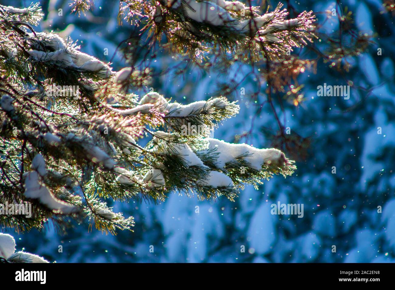 La vibrante lussureggianti rami di abete ricoperti di neve durante una nevicata sotto i raggi del sole su una soleggiata giornata invernale. Foto per schede, Capodanno e Natale Foto Stock