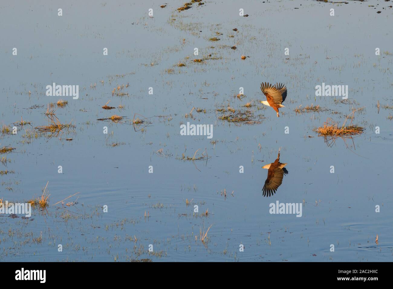 Vista di Aeiral dell'aquila di pesce africana, il vocifer di Haliaeetus, in volo, visto da un giro del palloncino di aria calda, pianure del Bushman, Delta di Okavanago, Botswana Foto Stock