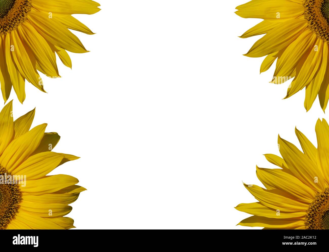 Parte di girasoli, isolati sulla superficie bianca. Foto Stock