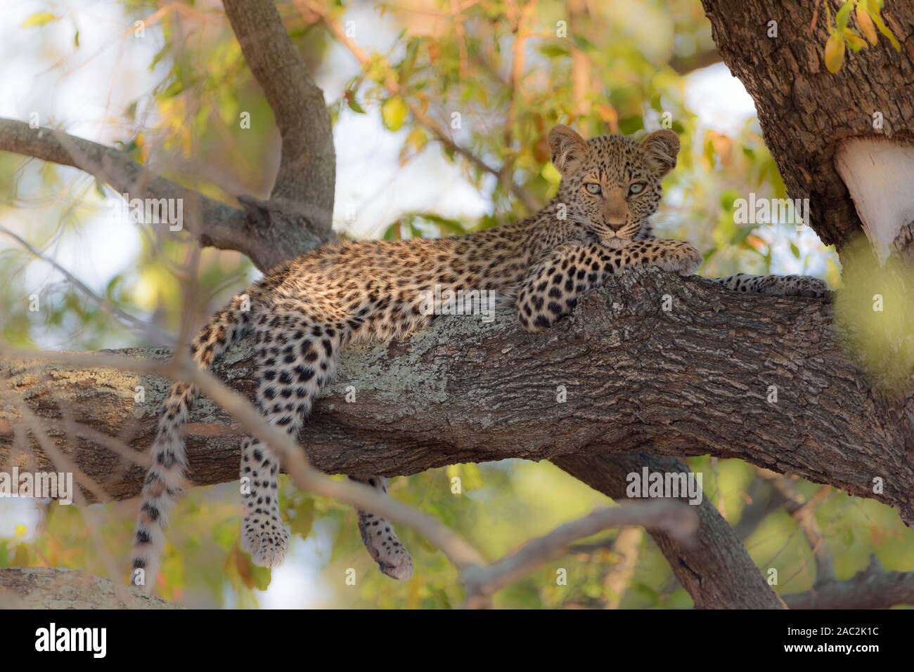 Carino baby leopard in appoggio su albero Foto Stock
