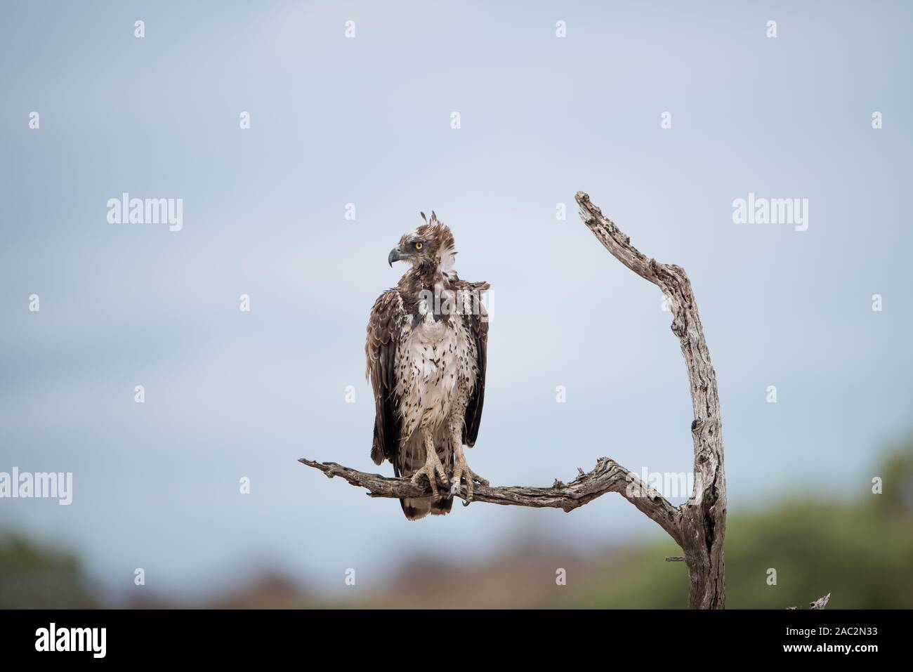 I capretti aquila marziale Foto Stock
