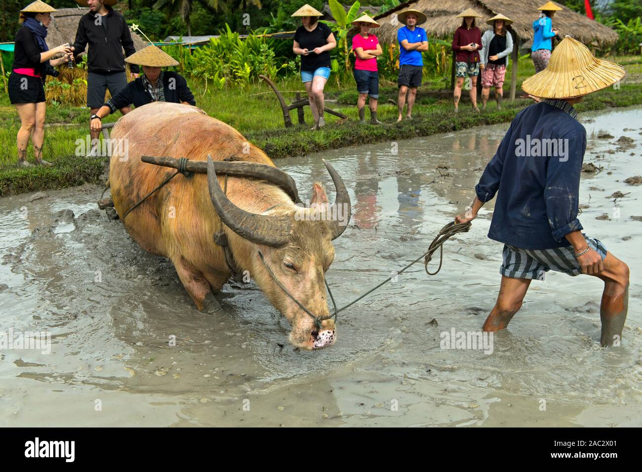 Due giovani uomini con un bufalo spiegando riso tradizionale tecnologie agricole per un gruppo di turisti, Ban Phong Van vicino a Luang Prabang, Laos Foto Stock