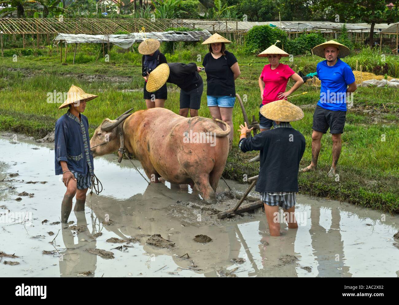 I turisti imparare circa il riso tradizionale tecnologie agricole, Rice Farm Land vivente Company, Luang Prabang, Laos Foto Stock