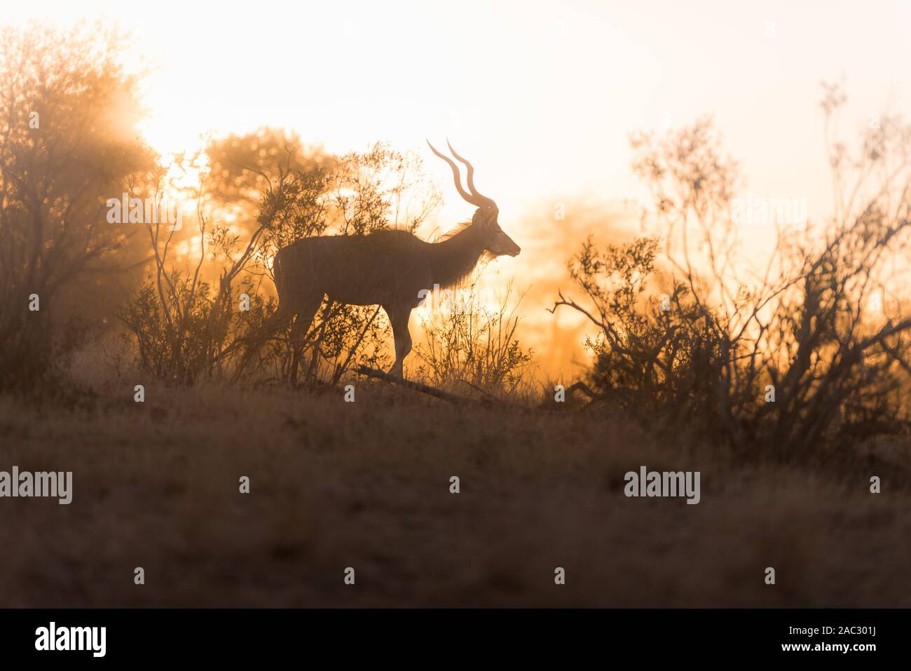 Kudu ritratto Foto Stock