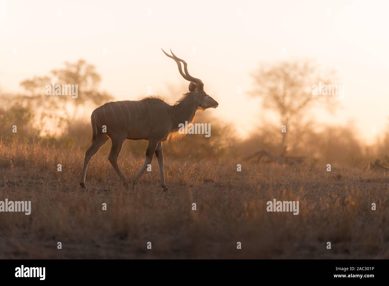 Kudu ritratto Foto Stock