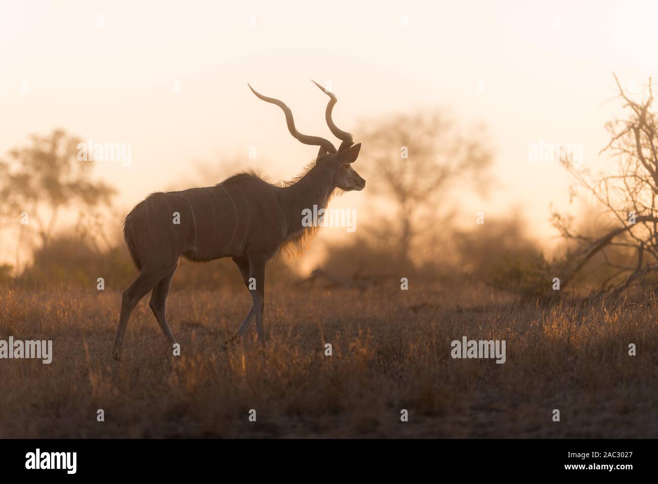 Kudu ritratto Foto Stock