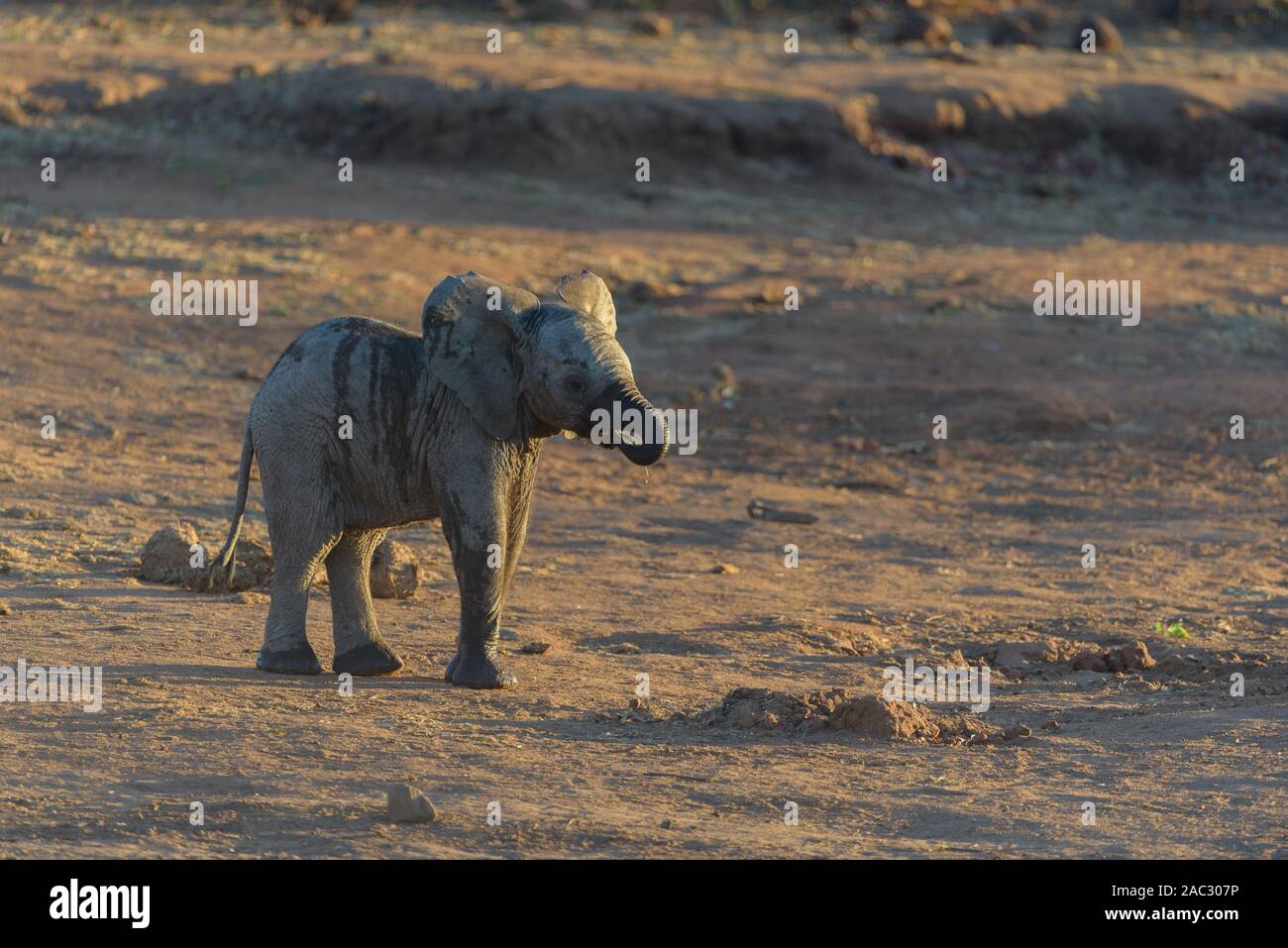 Carino baby elephant, vitello di elefante Foto Stock