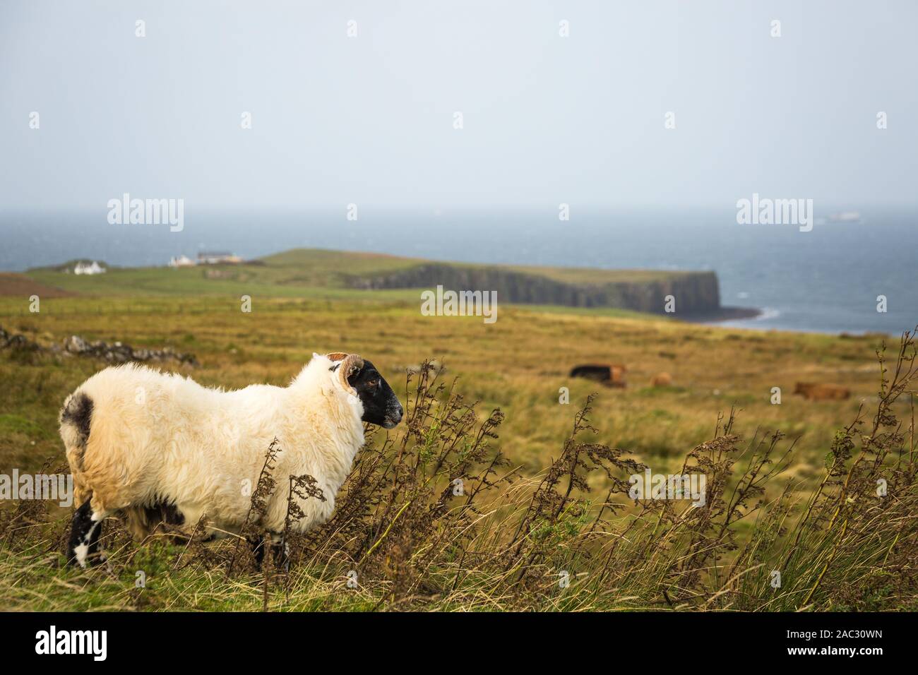 Curly-guidato agnello sorge in campo, wet weather al di fuori Foto Stock