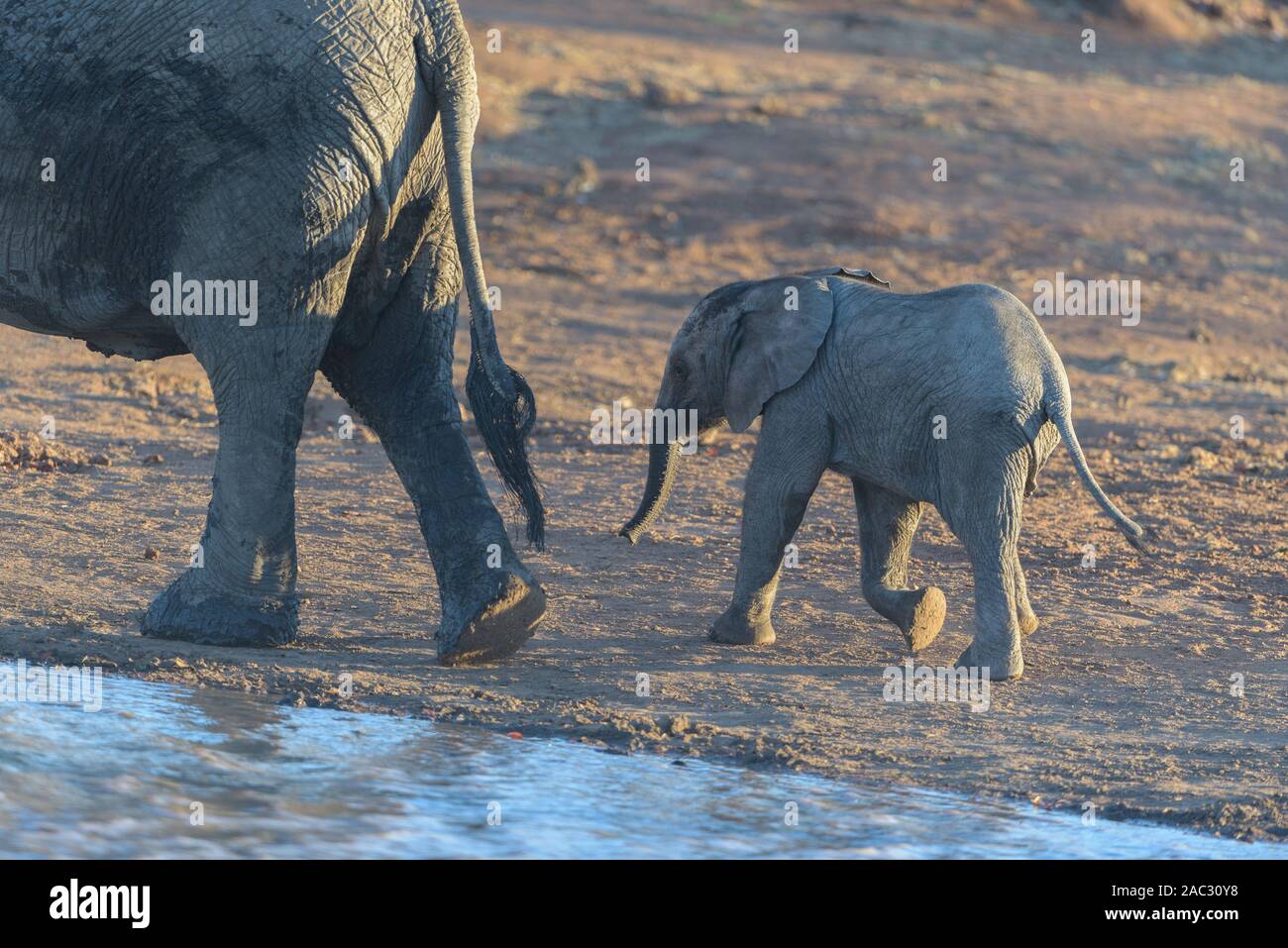 Carino baby elephant, vitello di elefante Foto Stock