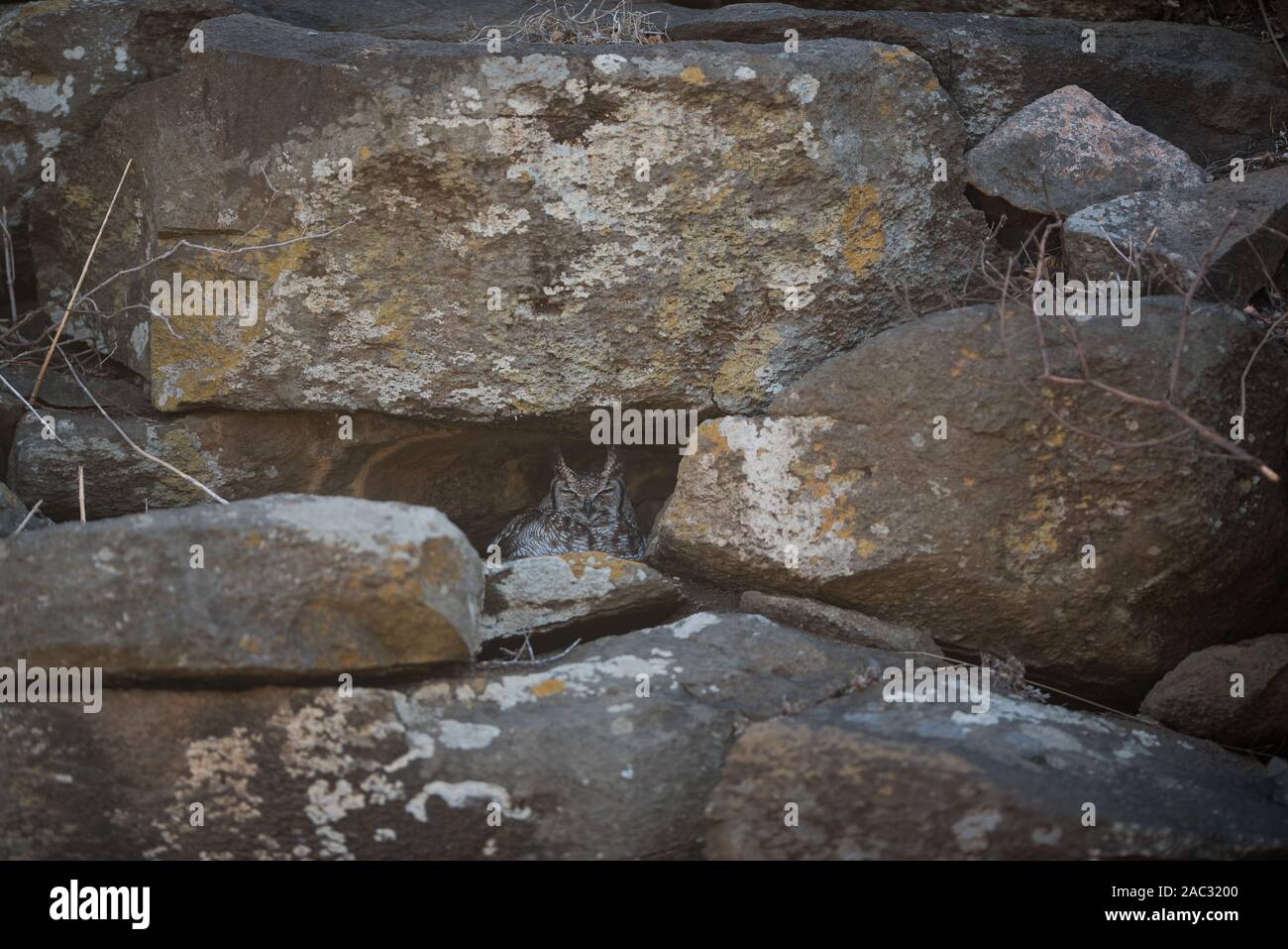 African assiolo Foto Stock