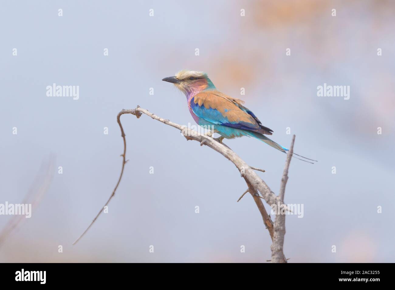 Rullo europea appollaiato su un albero Foto Stock