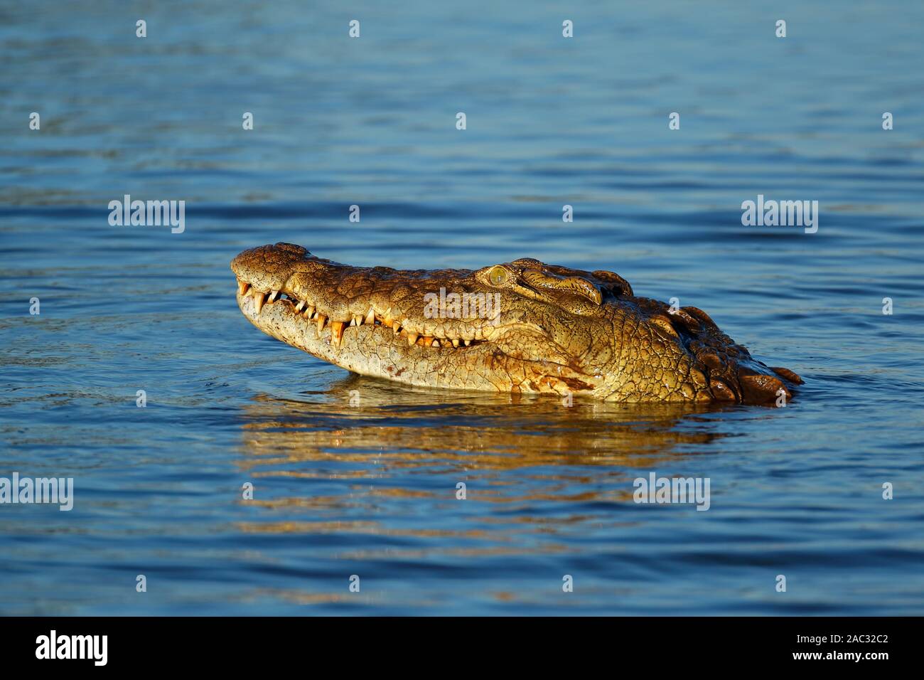 Ritratto di un grande coccodrillo del Nilo (Crocodylus niloticus) in acqua, parco nazionale Kruger, Sud Africa Foto Stock