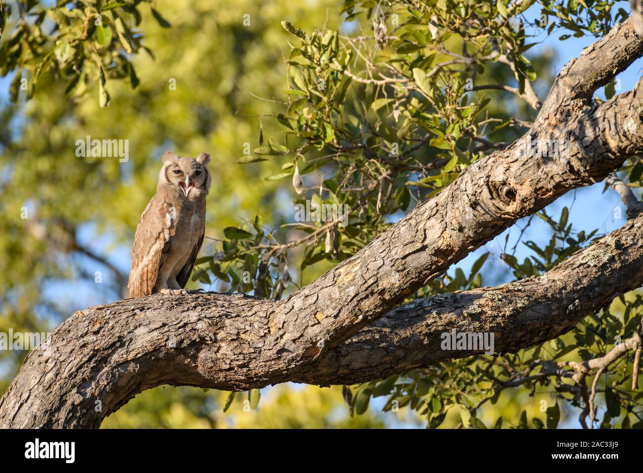 Verreaux's Eagle-Owl, Bubo lacteus, Delta dell'Okavango, Botswana. Conosciuto anche come Milky Eagle Owl o Giant Eagle Owl Foto Stock