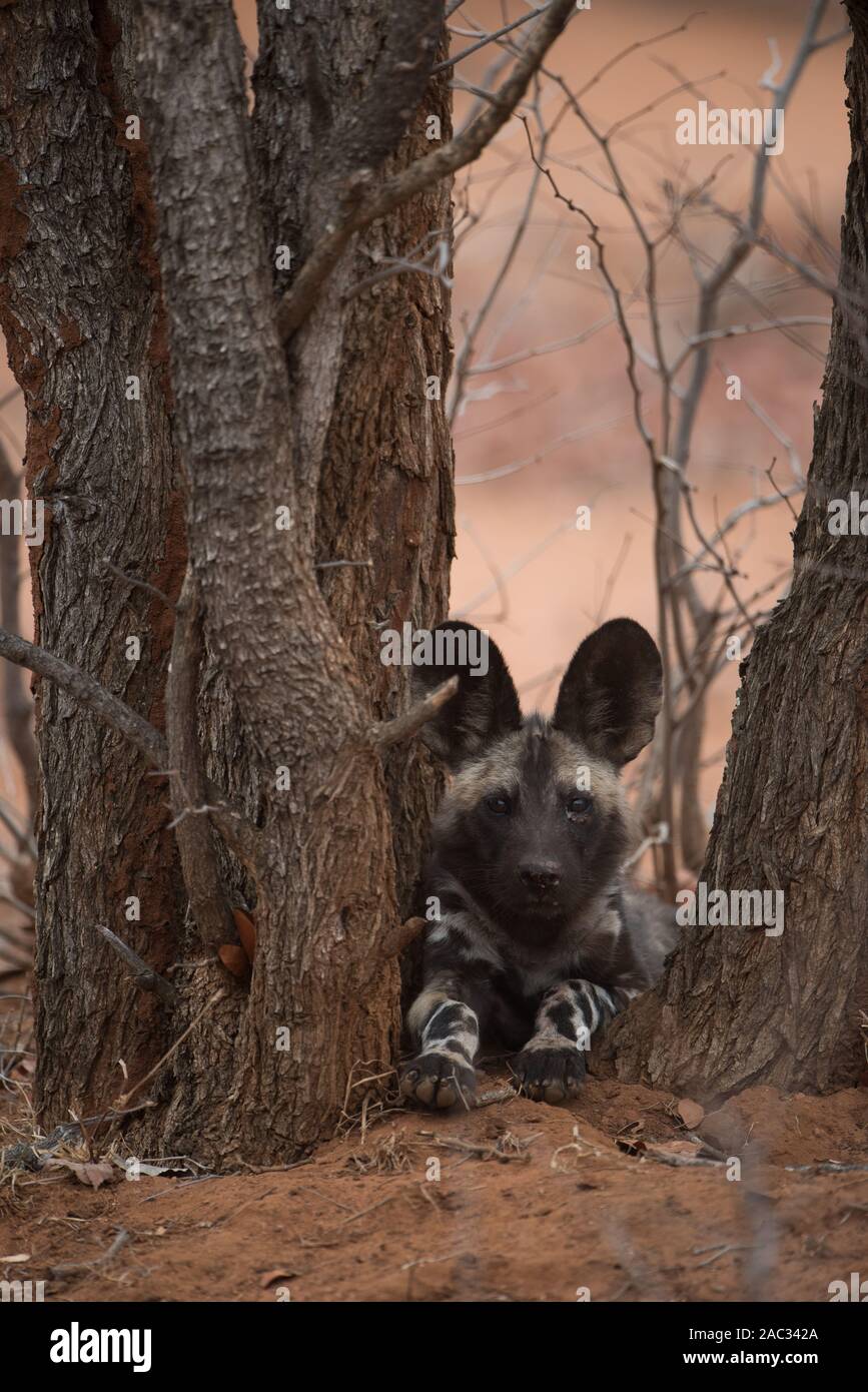 Selvatico Africano, cane lupo dipinto ritratto Foto Stock