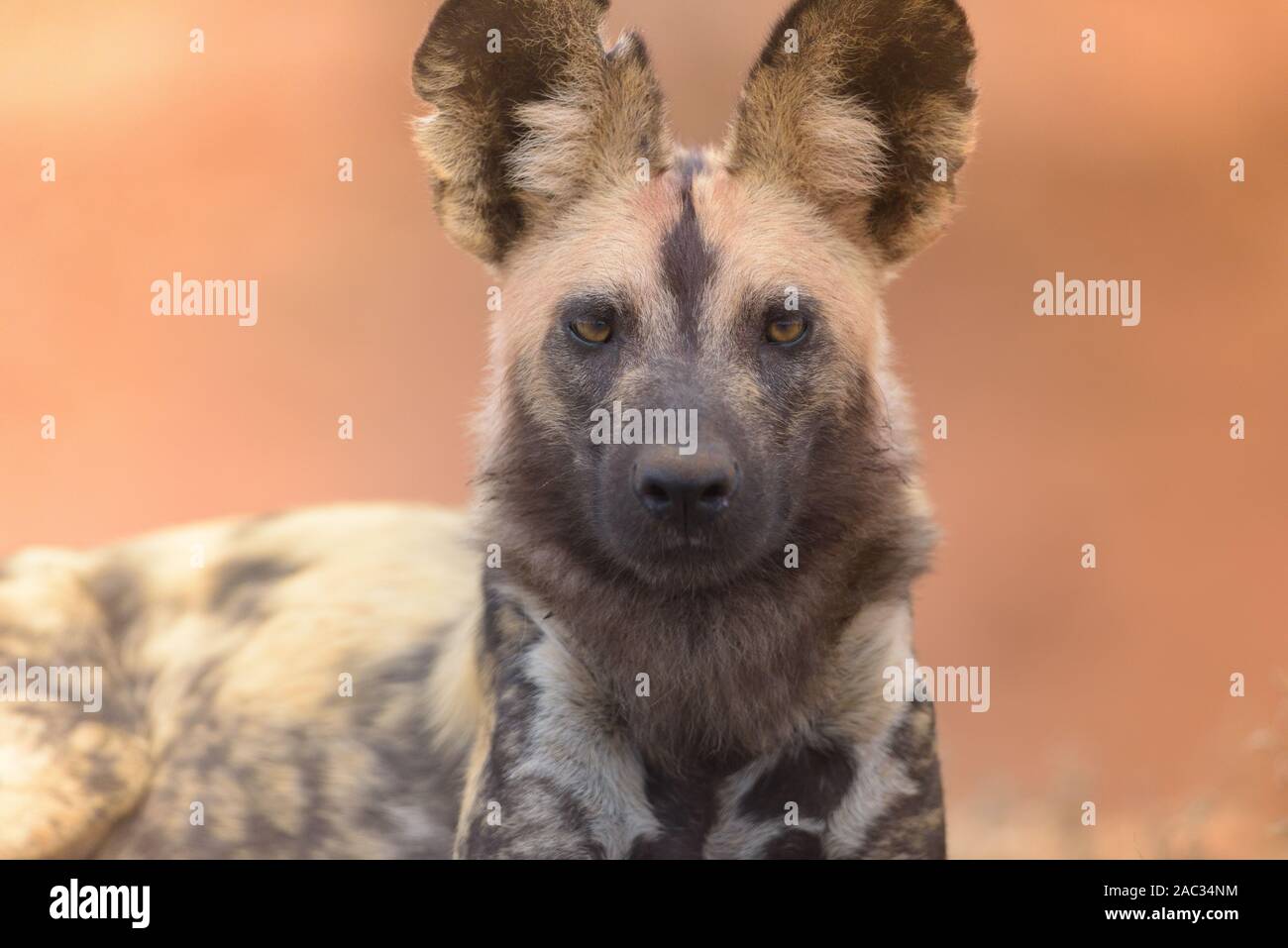 Selvatico Africano, cane lupo dipinto ritratto Foto Stock