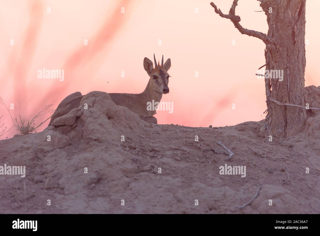 Cefalofo comune, cefalofo grigio ritratto Foto Stock