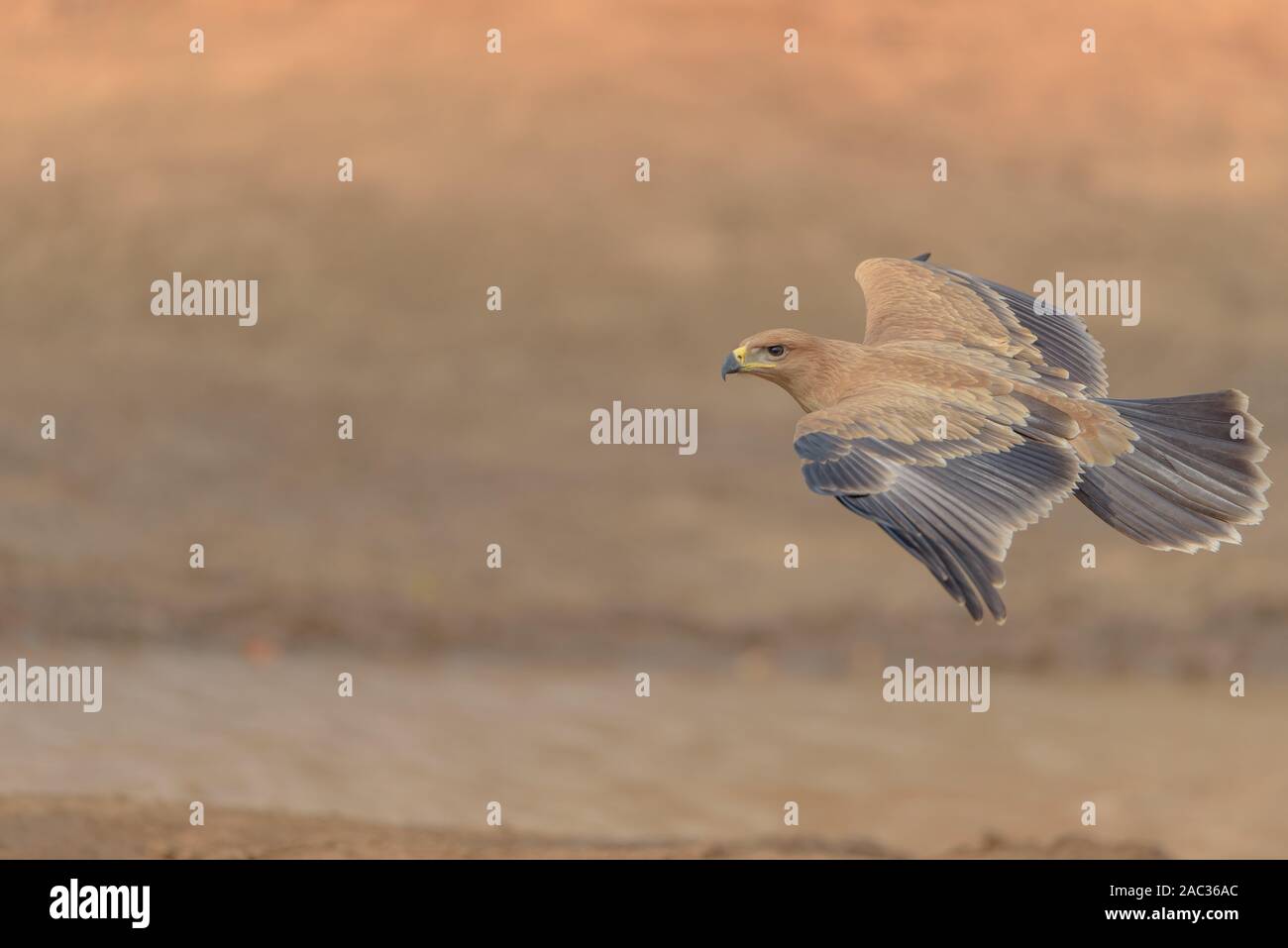 Bruno flying eagle Foto Stock