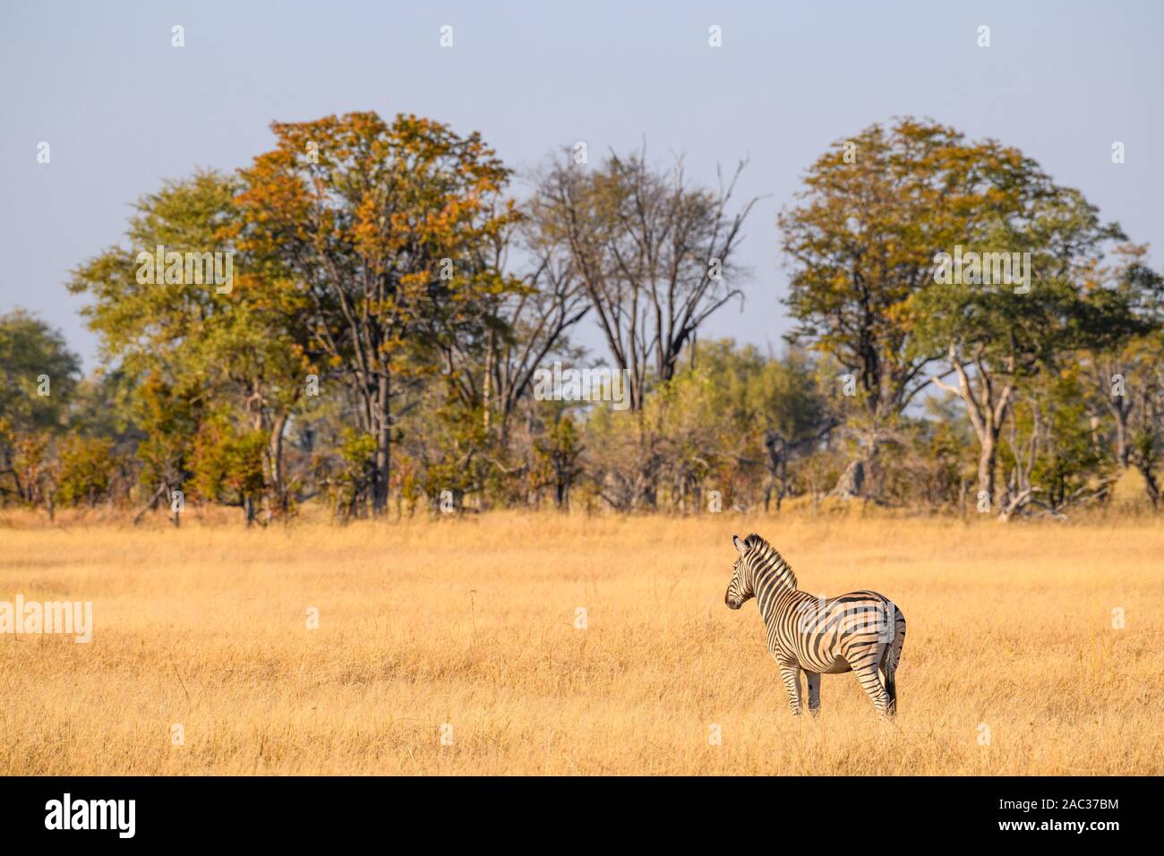 Zebra di Burchell, Equus quagga Burchellii, Delta di Okavango, Botswana. Conosciuto anche come pianure o ZEBRA comune Foto Stock