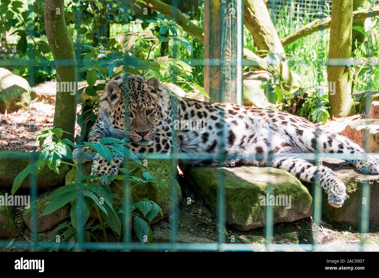 Un Amur Leopard con allocco maculato nero pelliccia, piccole orecchie e grandi zampe reclinabile graziosamente su un letto di rocce di grandi dimensioni in mezzo e mezzo fuori del sole Foto Stock