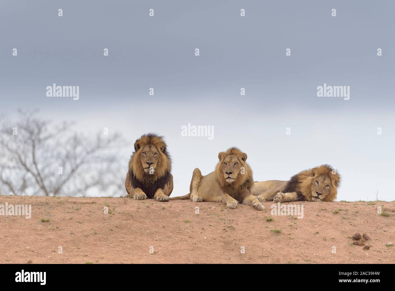 Leone maschio coalizione maschio nomade lion fratelli Foto Stock