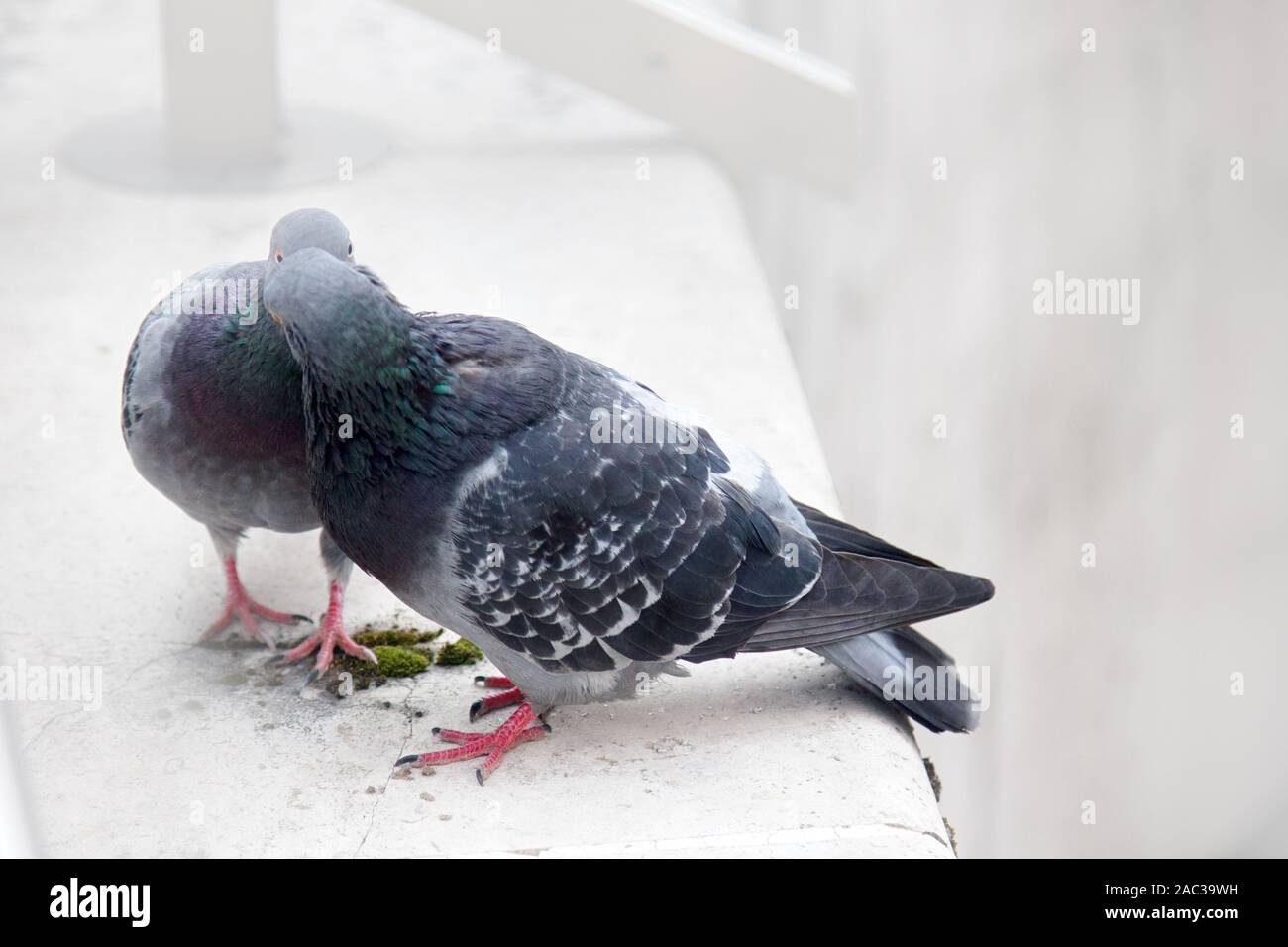 La primavera è nell'aria e amore è ovunque piccioni baciare e accoppiamento. Paio di semplice piccioni urbani Foto Stock