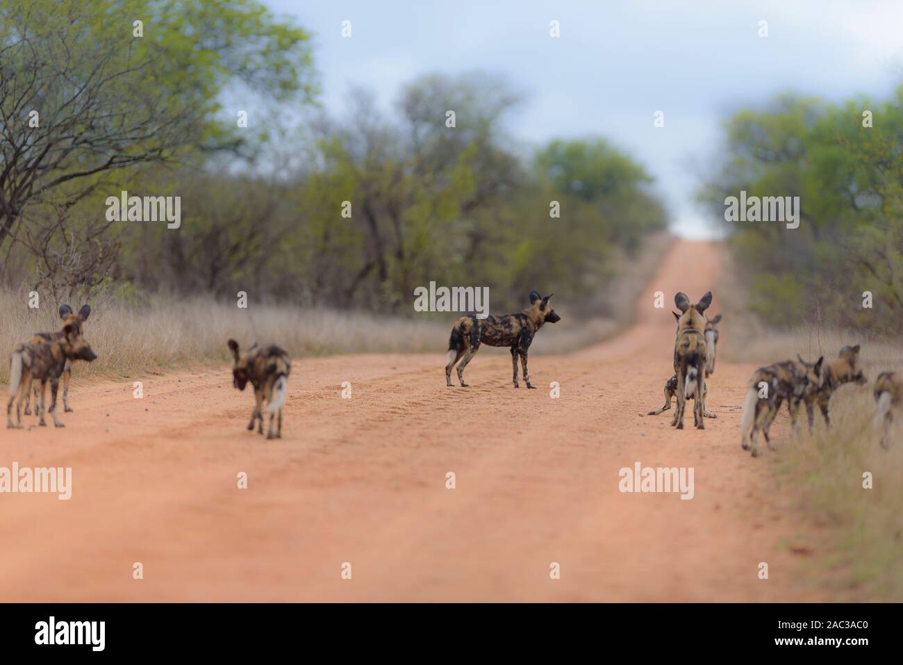 Selvatico Africano, cane lupo dipinto ritratto Foto Stock