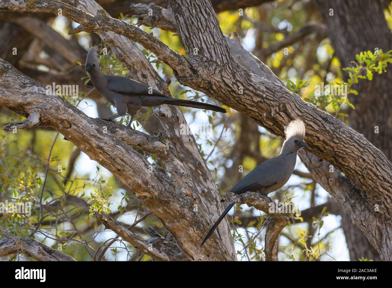 Grigio uccello-via, corythaixoides concolor, Delta di Okavango, Botswana. Conosciuto anche come Go-Away Bird, Gray Loerie, o Kwêvoël Foto Stock