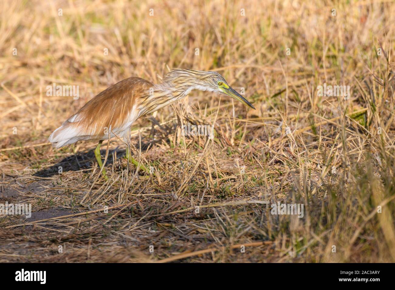 Squacco Heron, Ardeola Ralloides, Riserva Privata Khwai, Delta Dell'Okavango, Botswana Foto Stock