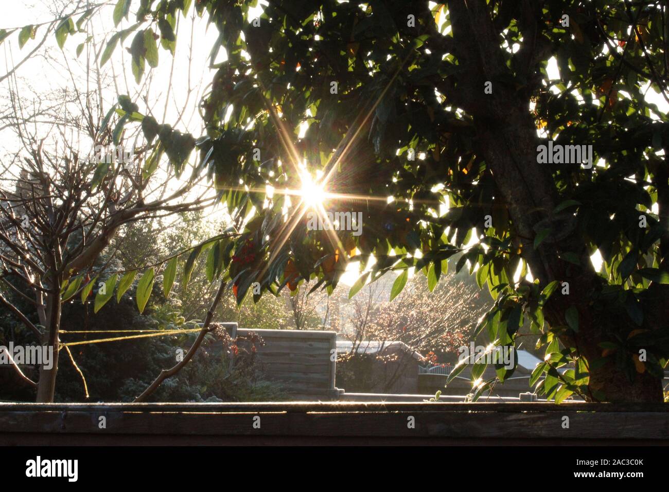 Raggi di sole attraverso lo scongelamento foglie su un freddo inverno fresco di mattina Foto Stock