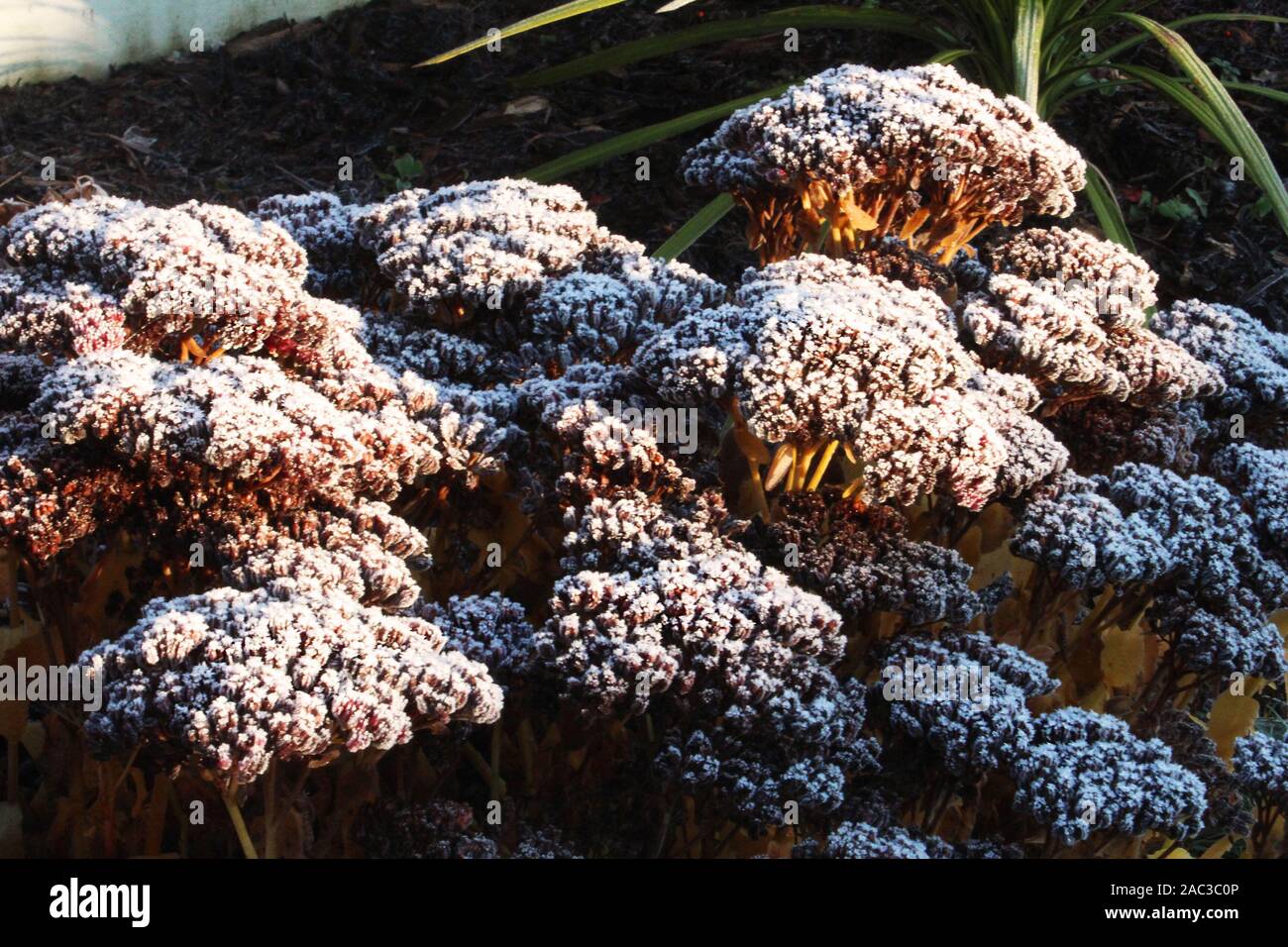 Frost coperto di piante su un croccante di inverno di mattina Foto Stock