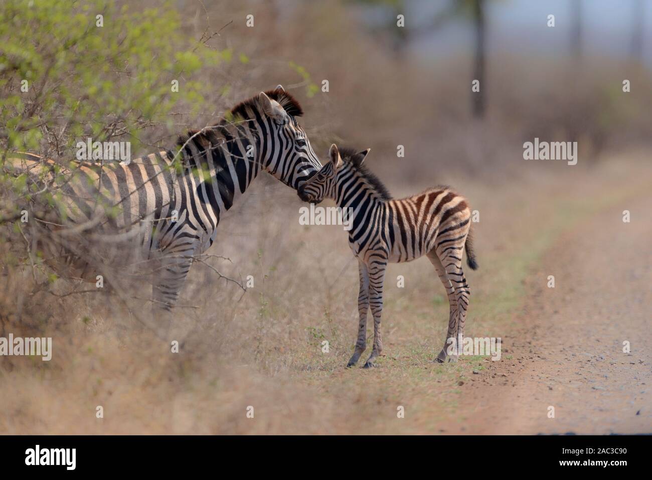 Zebra con puledro Foto Stock