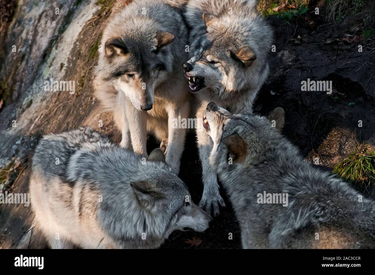 Un lupo grigio mostrando i denti a tre altri lupi. Foto Stock Un lupo grigio mostrando i denti a tre altri lupi. Foto Stock