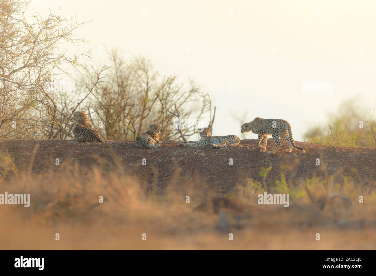 Cheetah selvatici nel deserto Foto Stock