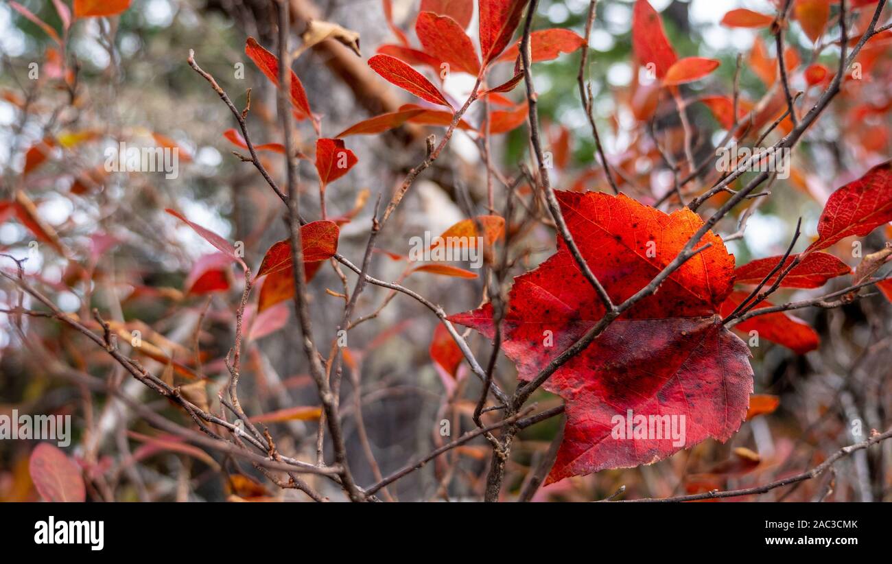 Red maple leaf foglie - splendide north-american autunno Foto Stock
