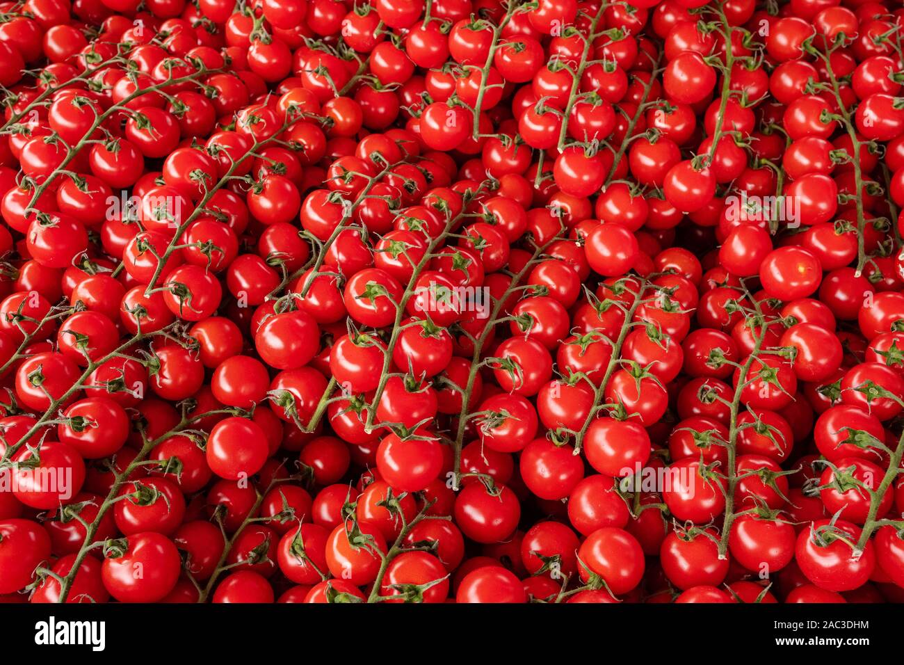 Rami di ciliegia di colore rosso dei pomodori per la vendita. Foto Stock