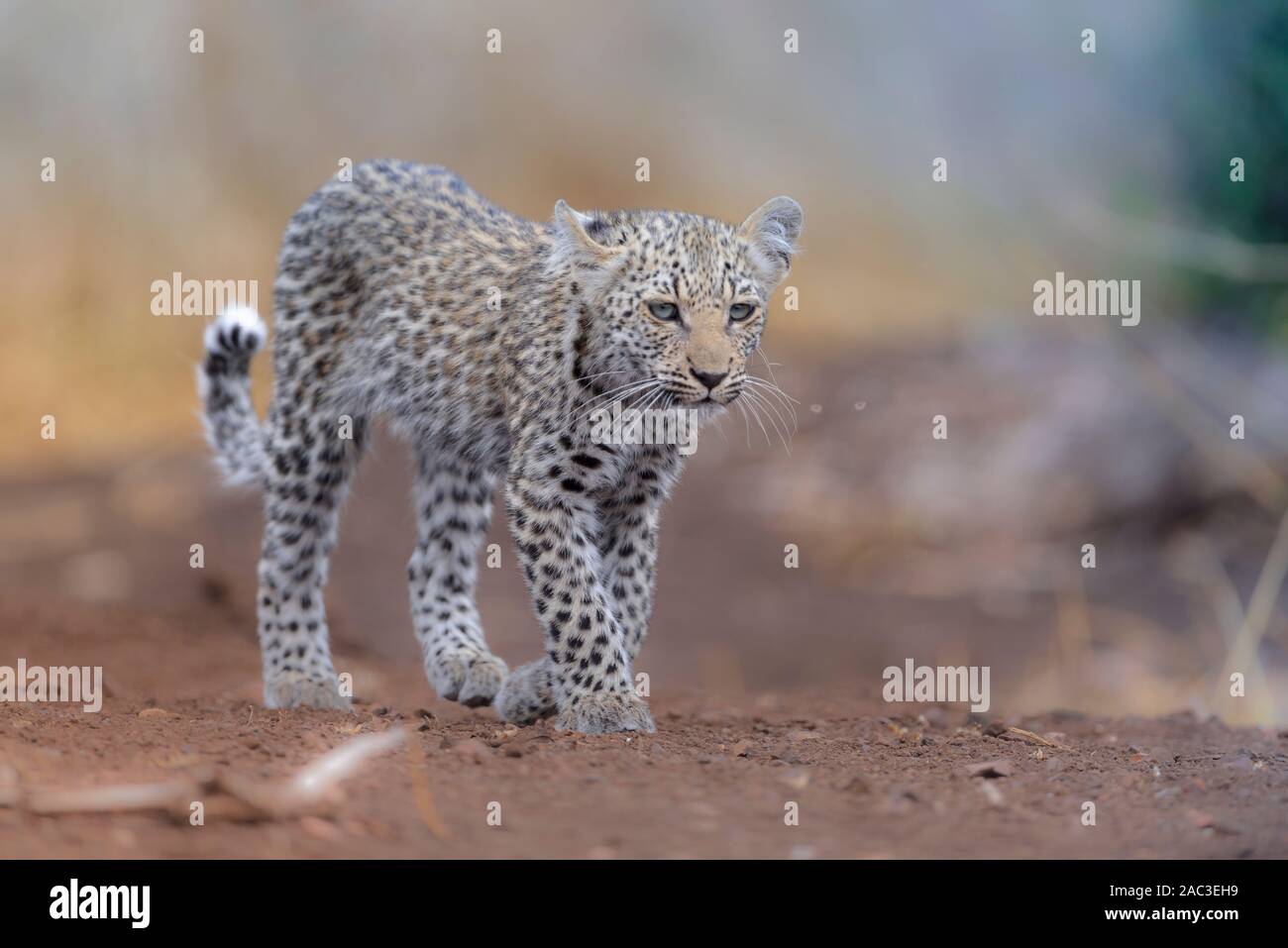 Baby leopard ritratto con gli occhi blu Foto Stock