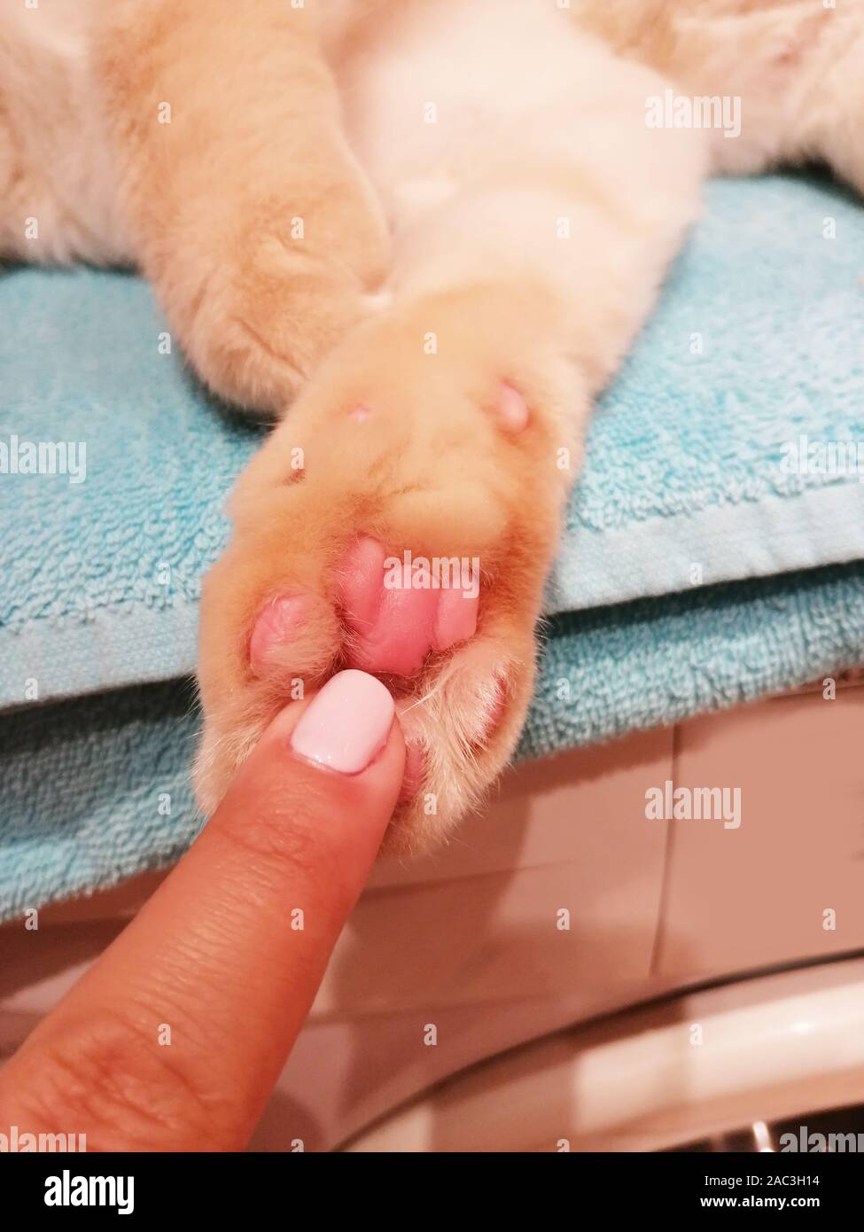 la zampa e il dito della ragazza del gatto, carino Foto Stock