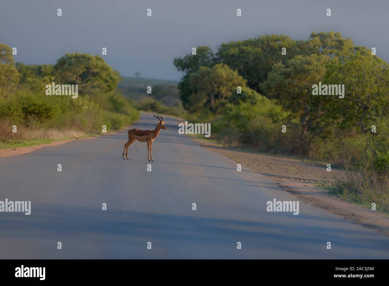 Impala, selvatico africano impala Foto Stock