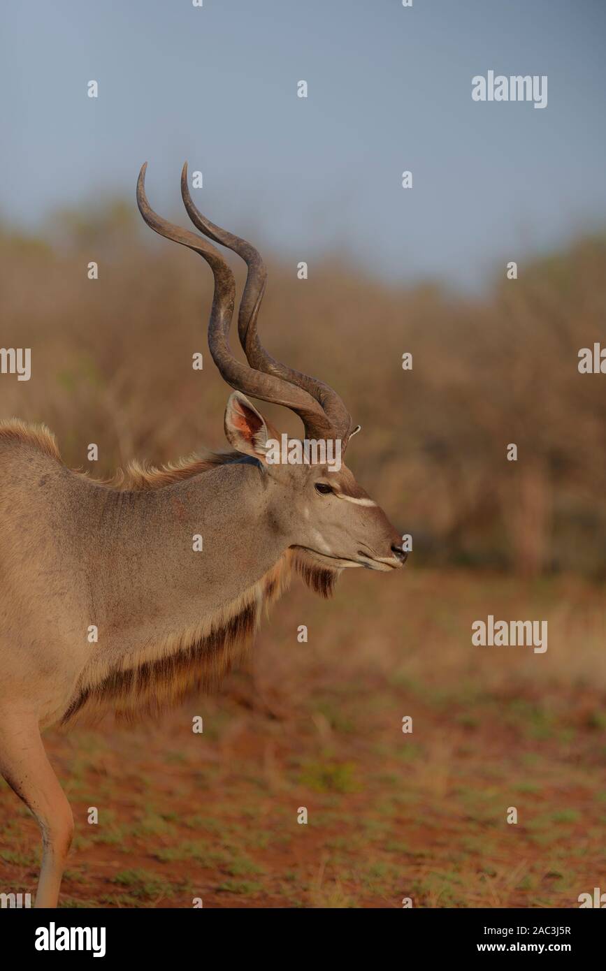 Kudu ritratto Foto Stock