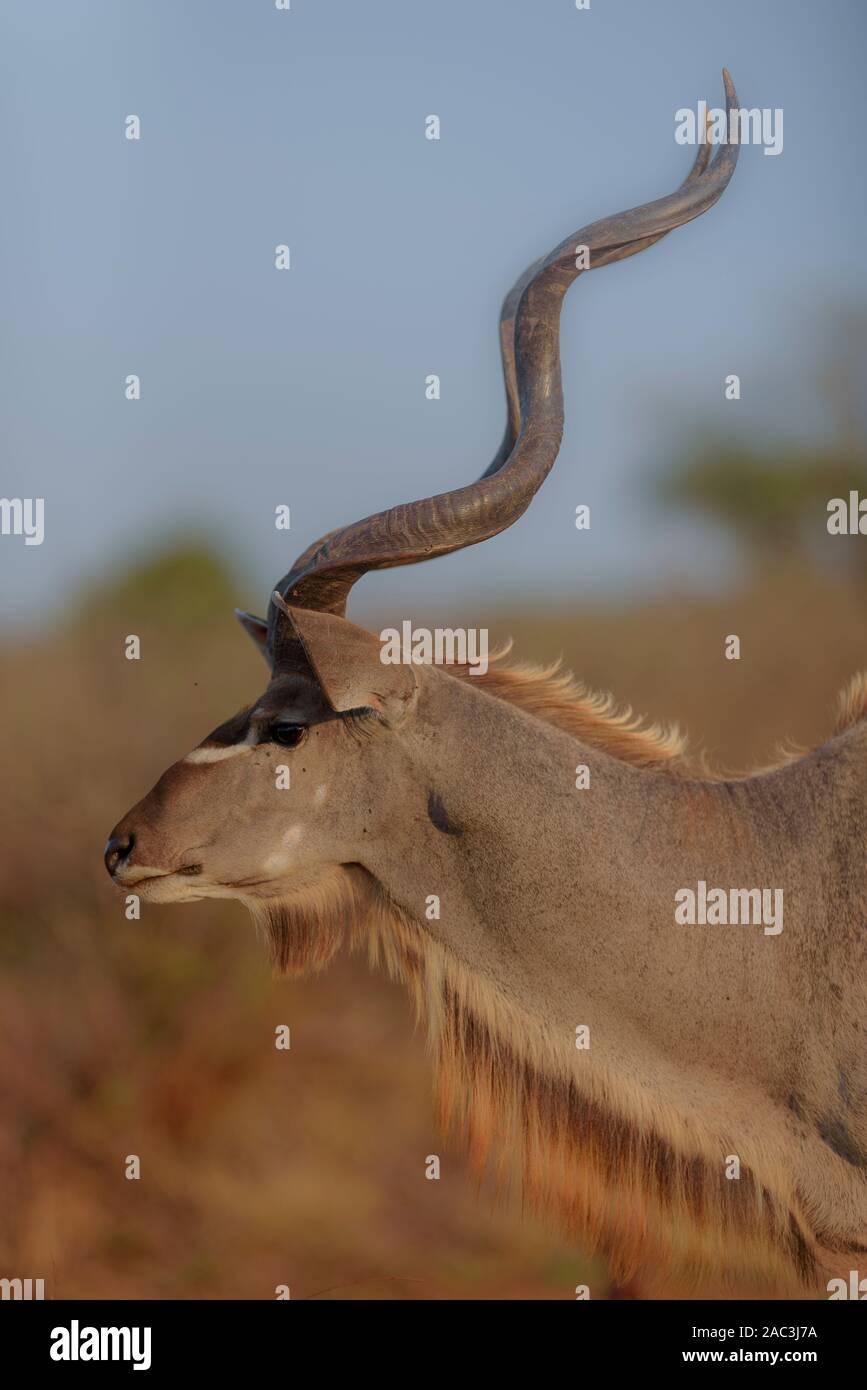 Kudu ritratto Foto Stock