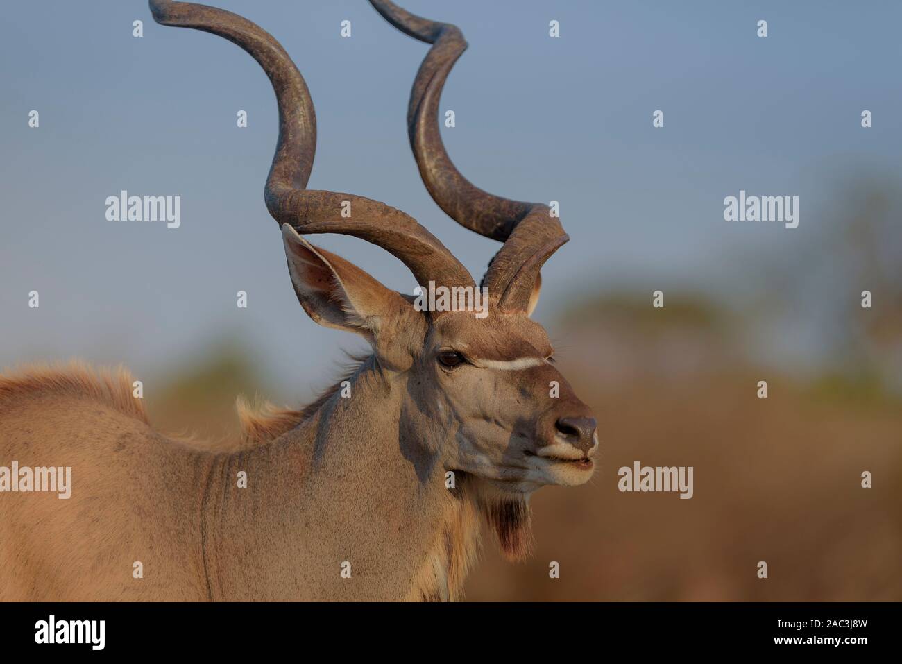 Kudu ritratto Foto Stock