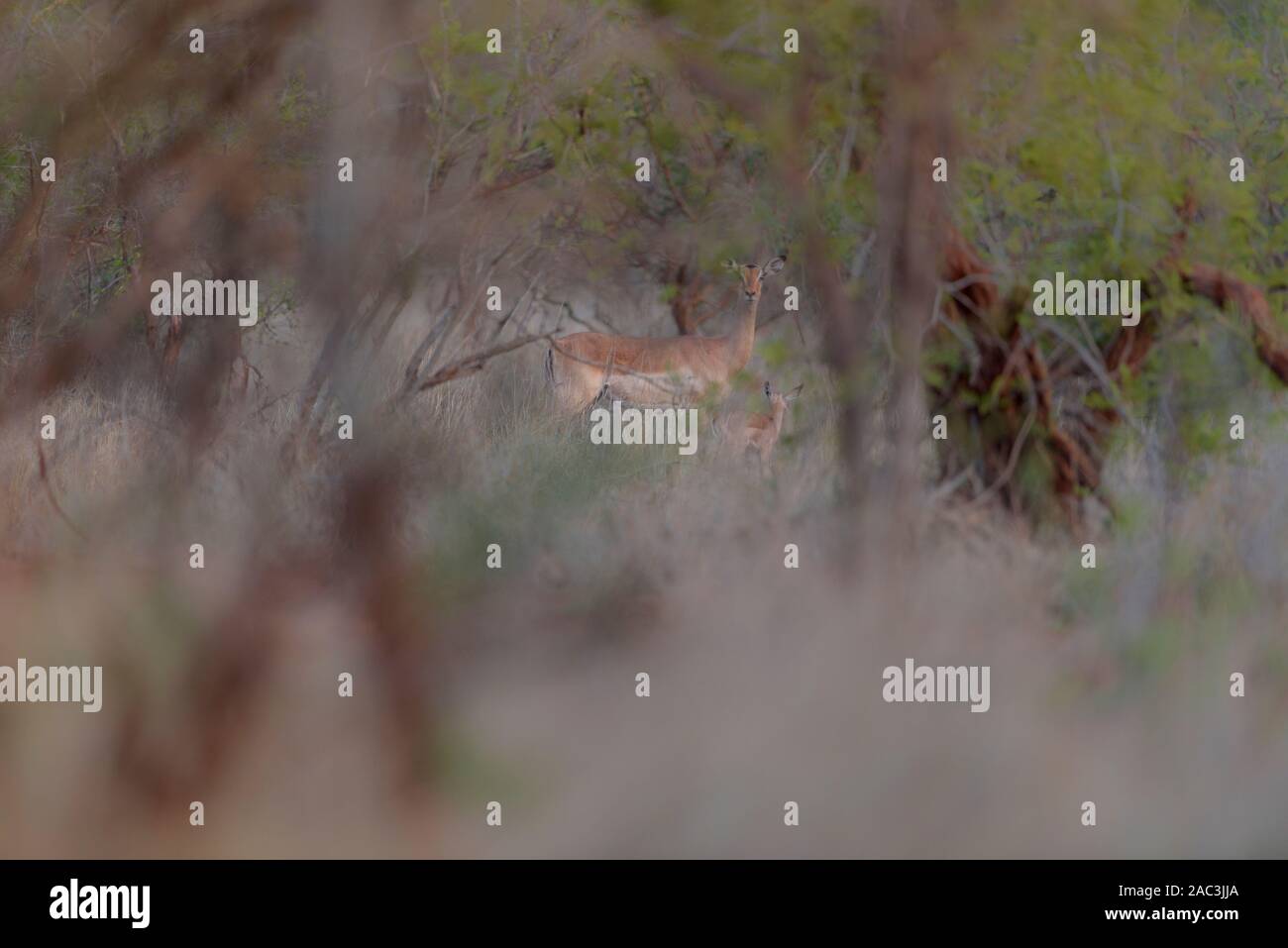 Impala, selvatico africano impala Foto Stock