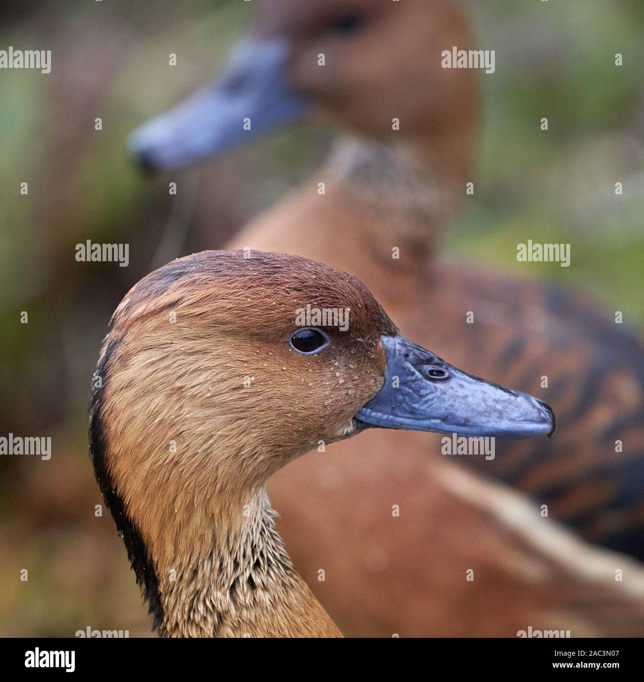 Coppia di sibilo fulvous anatra o albero fulvous duck Dendrocygna bicolor una specie tropicali visto qui a Slimbridge in GLOUCESTERSHIRE REGNO UNITO Foto Stock