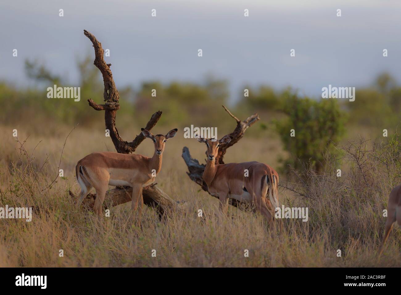 Impala, selvatico africano impala Foto Stock